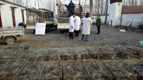 致富养殖兔子视频_兔子养殖致富经_养殖什么兔子致富