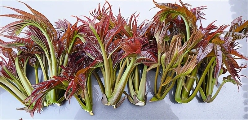 酉阳香椿种植致富_香椿种植效益如何_香椿种植前景及利润