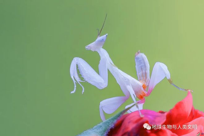 兰花春季管理方法_兰花春天的养殖技术_兰花养殖春天技术要点