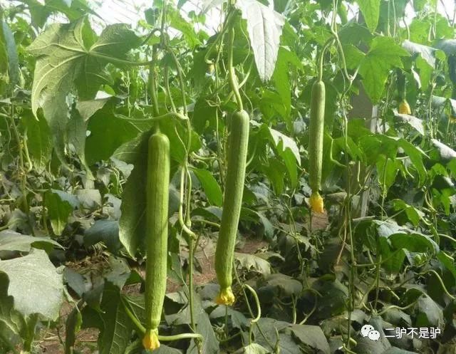 夏季种丝瓜多少天结果_夏季丝瓜种植技术_种丝瓜的季节和方法视频