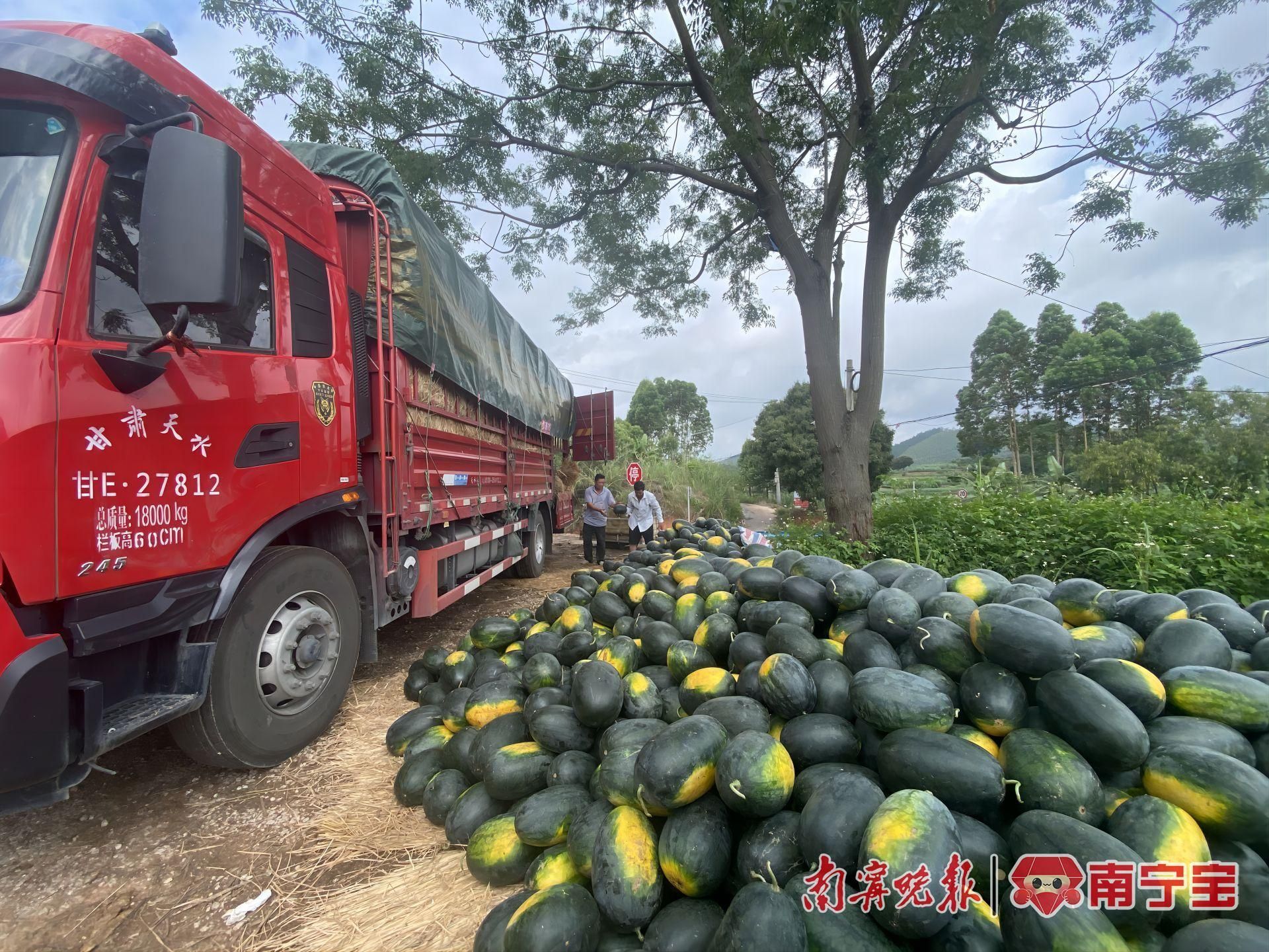 致富种植香瓜方法有哪些_种植香瓜的方法_香瓜种植致富方法