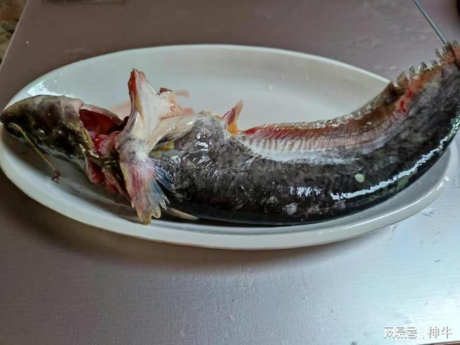 黄鲶鱼多少钱一斤_鲶鱼养殖视频致富经_黄鲶鱼养殖致富