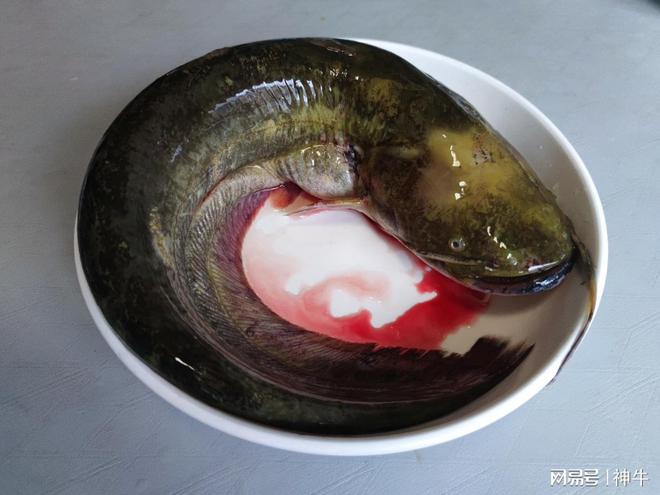黄鲶鱼多少钱一斤_鲶鱼养殖视频致富经_黄鲶鱼养殖致富