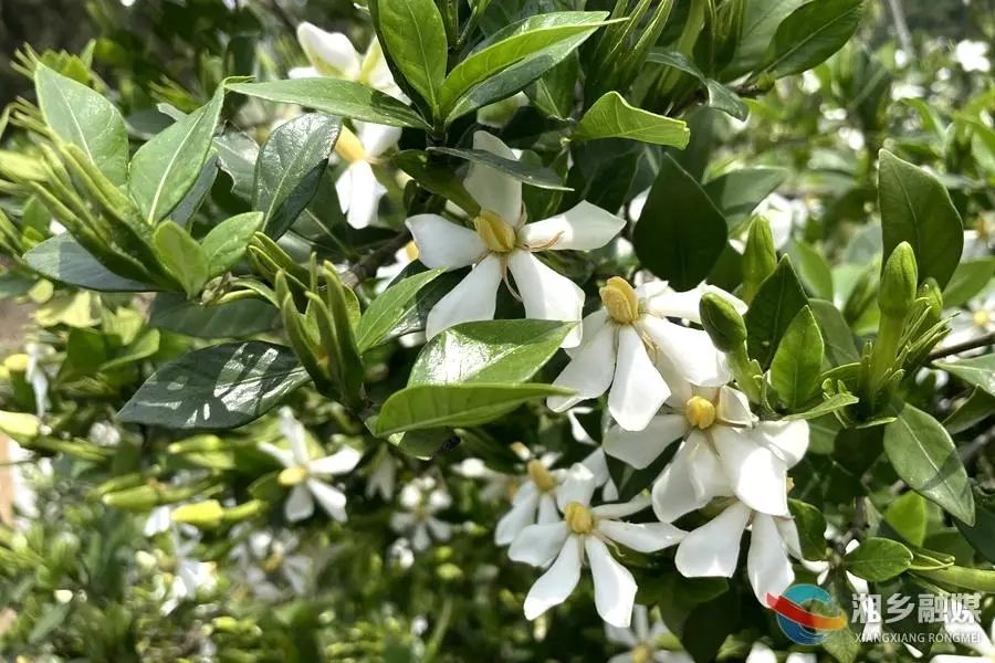 中草药养鸡致富经_中药养鸡致富故事视频_致富经中药鸡