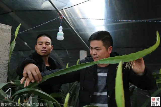 广西种植大户名单_广西种植致富名人_广西种植什么最赚钱