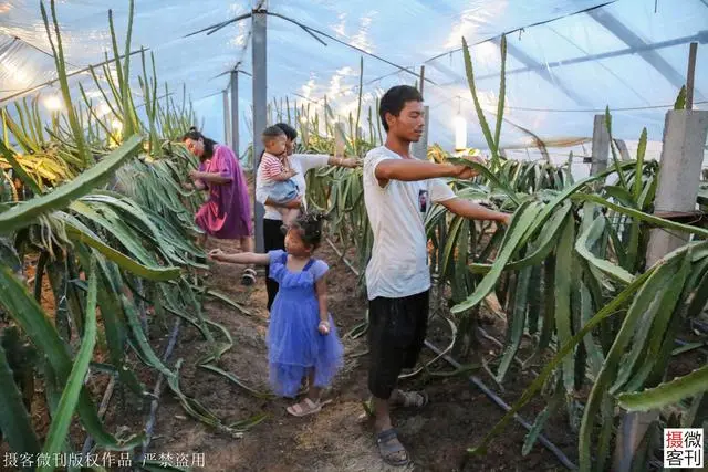 广西种植什么最赚钱_广西种植大户名单_广西种植致富名人