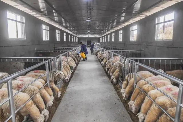 致富经淡水养殖_淡水养殖什么赚钱_致富淡水养殖项目
