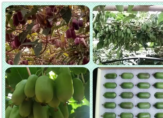 广西种植致富名人_广西种植什么最赚钱_广西致富能人