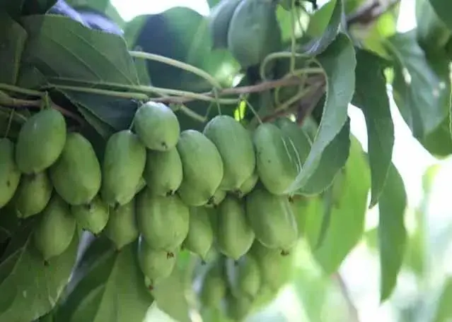 广西致富能人_广西种植什么最赚钱_广西种植致富名人
