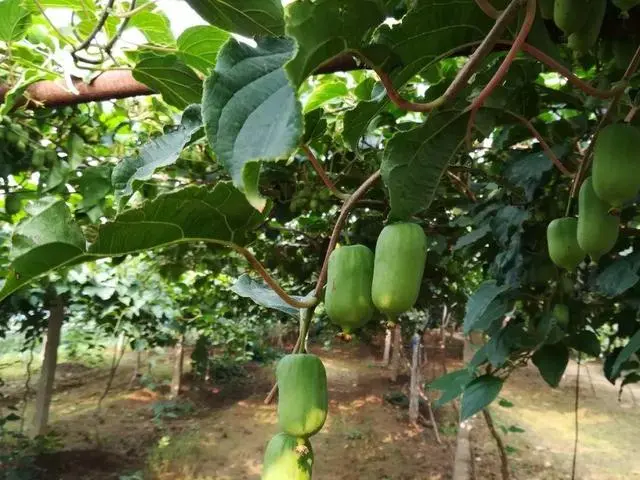 广西致富能人_广西种植致富名人_广西种植什么最赚钱