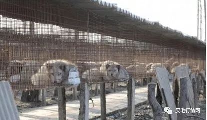 狐狸养殖技术大全_狐狸怎么养殖技术_狐狸养殖技术视频教材