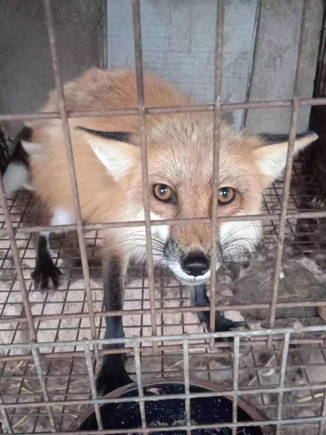 养殖：狐狸肺炎诊治与疾病防控