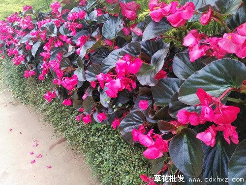 比哥海棠图片
