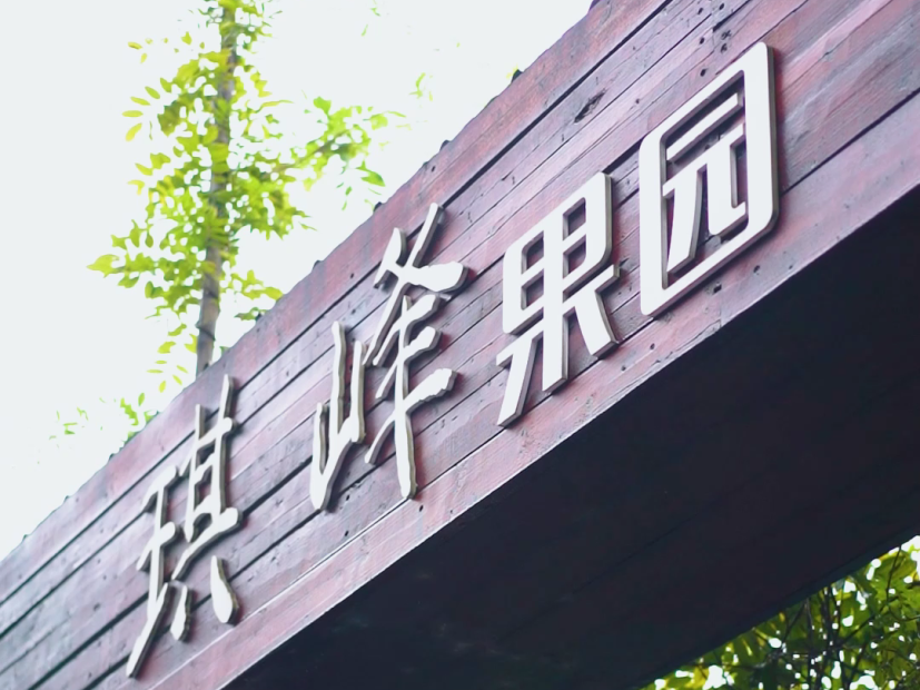 果农致富_致富经果树盆景_致富经果树视频