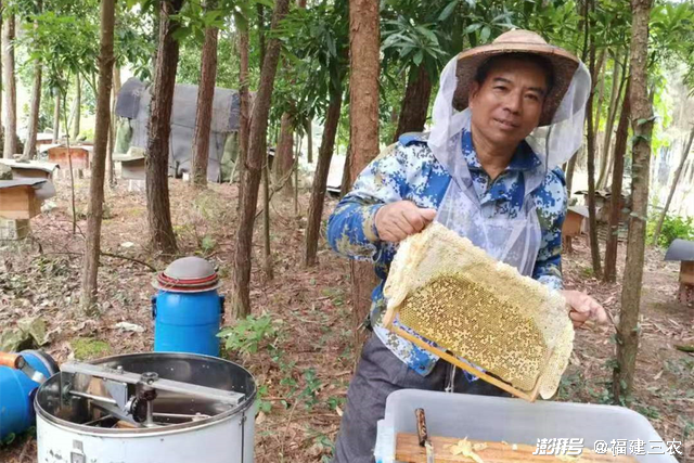蜂蜜养殖户_养殖蜂蜜致富_养殖蜂蜜价格是多少