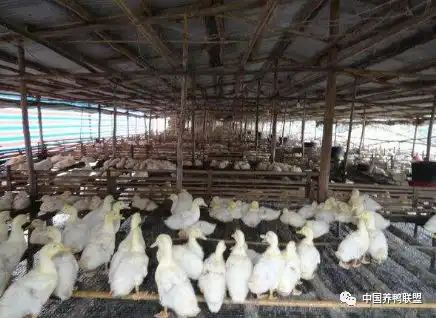 优质番鸭高效养殖关键技术_番鸭养殖技术窍门_番鸭养殖前景怎么样