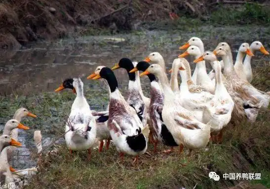 番鸭养殖技术窍门_番鸭养殖前景怎么样_优质番鸭高效养殖关键技术