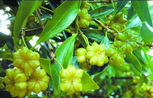 八角赚钱网_八角种植骗局_八角致富经