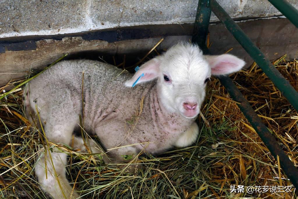 致富养殖羊项目简介_致富养殖羊项目有哪些_养殖致富项目羊