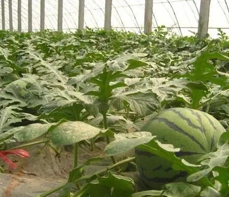 无籽西瓜的高产种植技术！