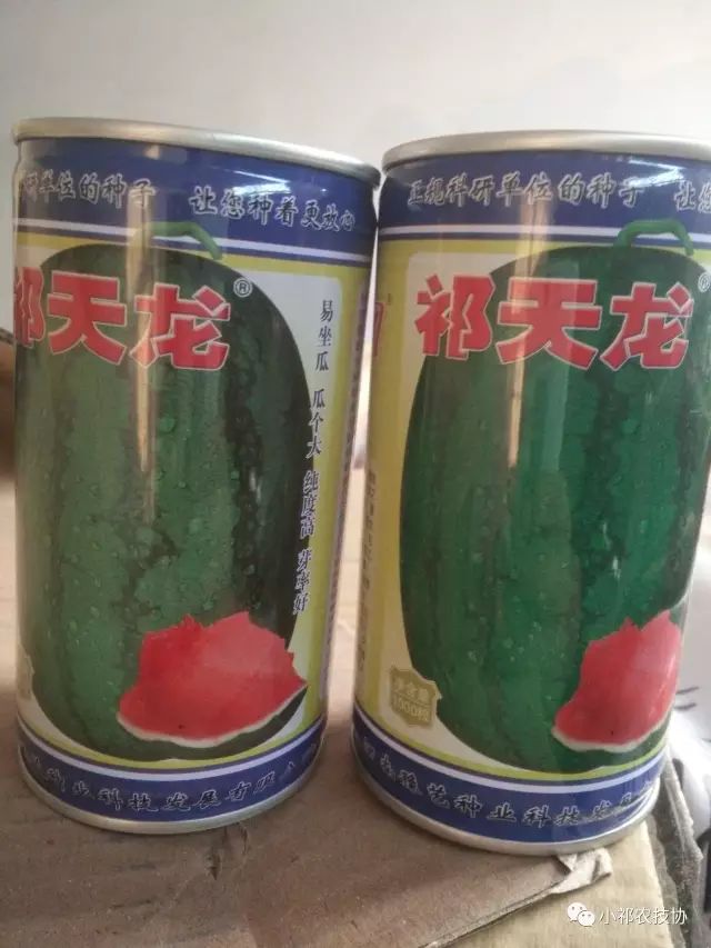 无子西瓜种植技术