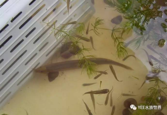 怎么在鱼缸中养泥鳅？只需满足这几点