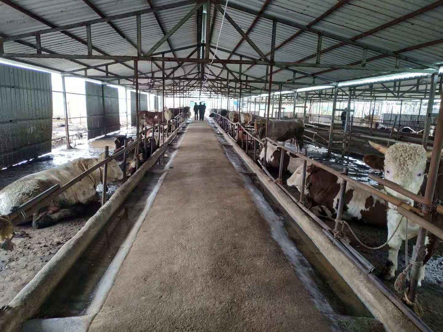 养殖致富经_致富养殖业_靠养殖致富政策