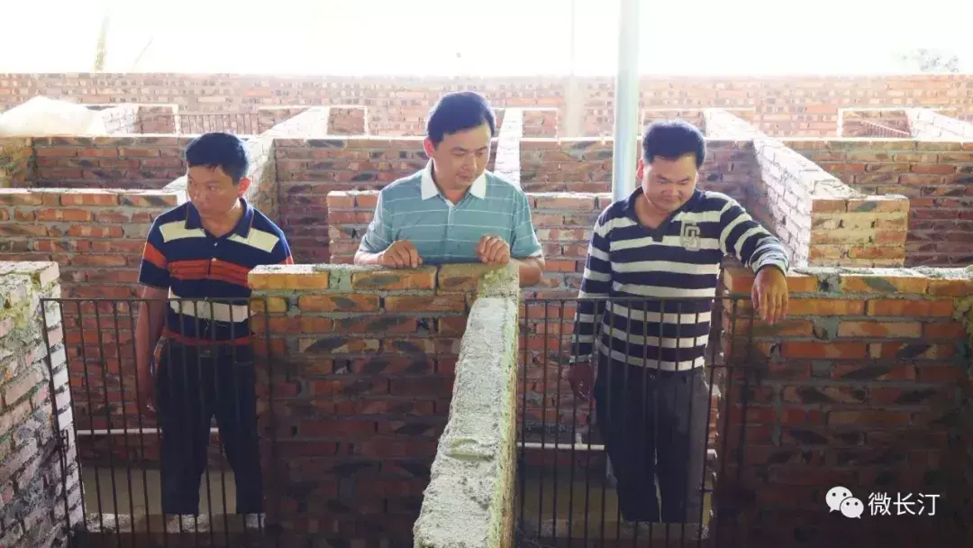 致富经养豪猪视频_致富经养豪猪_养豪猪赚钱吗