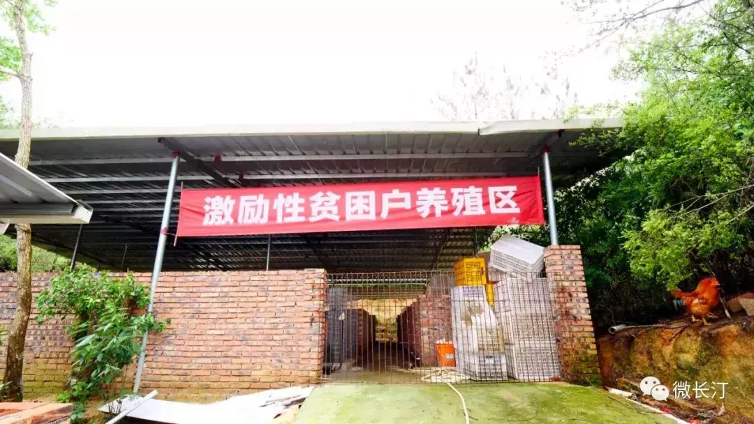 致富经养豪猪视频_养豪猪赚钱吗_致富经养豪猪