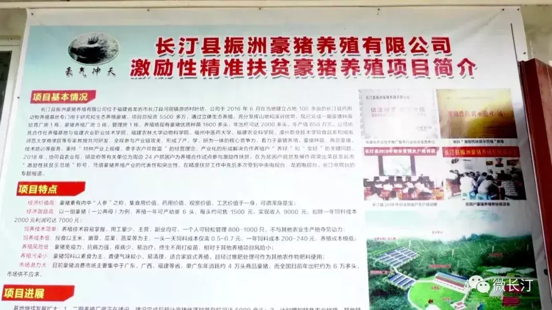 致富经养豪猪视频_致富经养豪猪_养豪猪赚钱吗