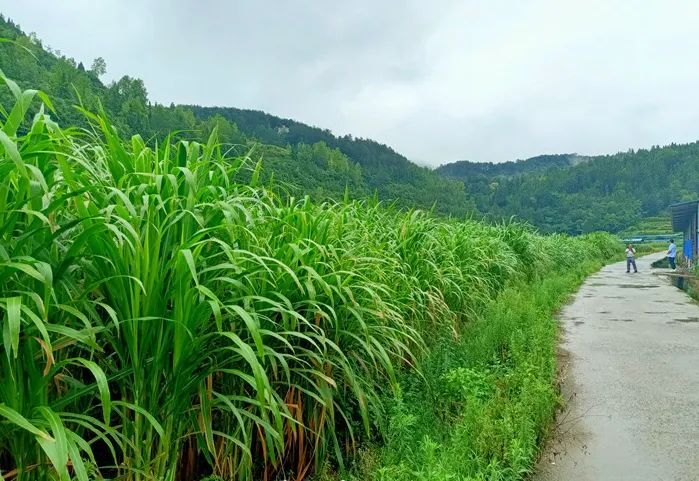 致富经养殖业_粮改养殖致富方案_致富饲料