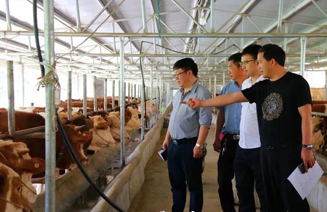 粮改养殖致富方案_致富饲料_致富经养殖业