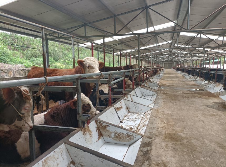 致富饲料_致富经养殖业_粮改养殖致富方案