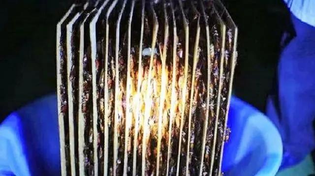 蟑螂养殖致富视频_蟑螂养殖技术视频_蟑螂养殖场视频