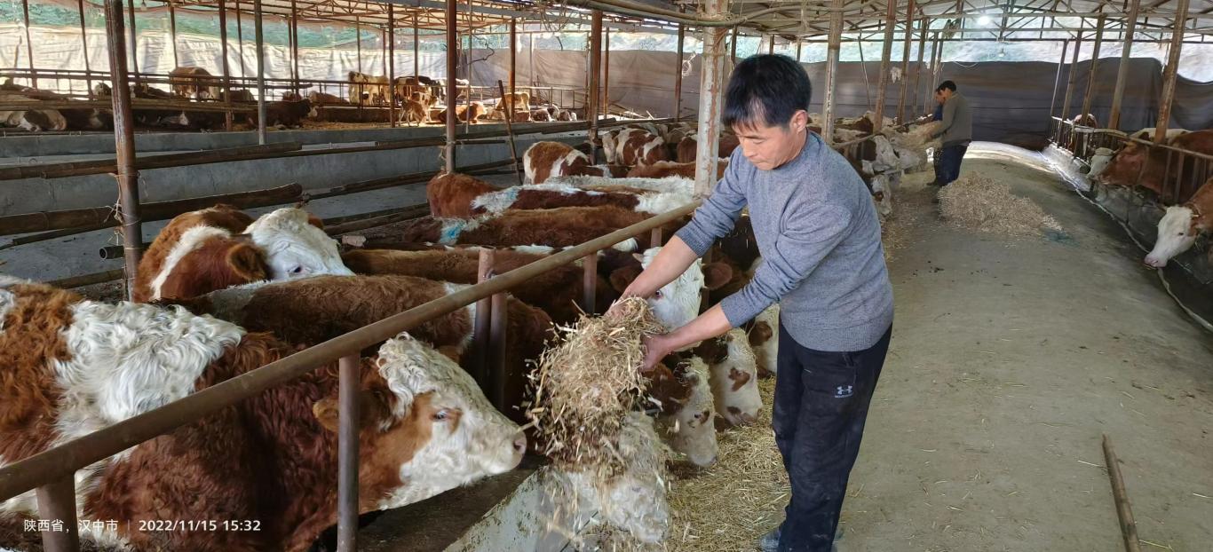 陕西汉中南郑区湘水镇：返乡农民工养牛蹚出致富路
