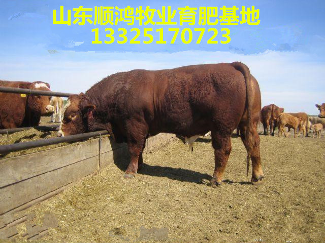 养驴的技术_养馿技术养殖业养驴_养殖业养驴怎么样