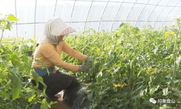 农民致富种植项目_致富新闻网_关于农民种植致富的新闻