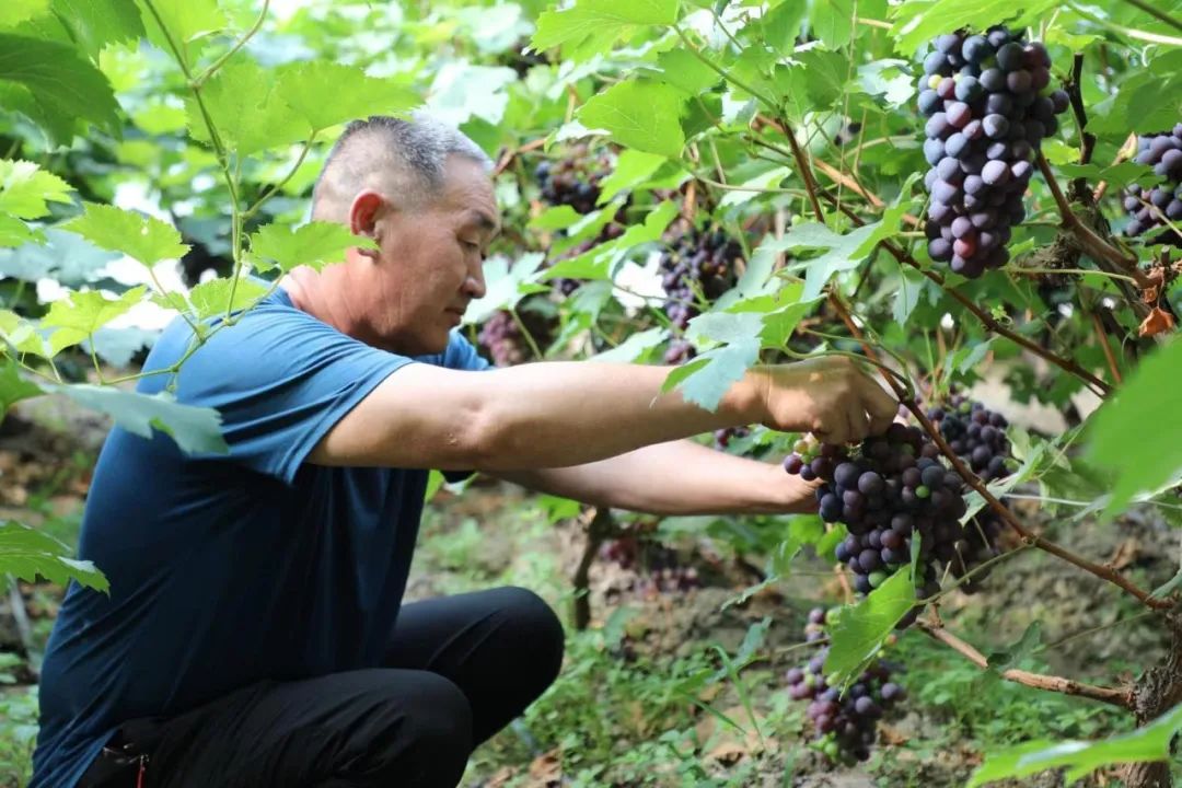致富经温室葡萄_温室葡萄种植_葡萄温室大棚
