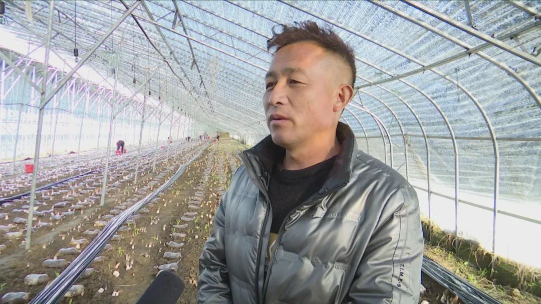 人工种植羊肚菌能致富吗_种羊肚菌挣钱吗_人工种植羊肚菌价