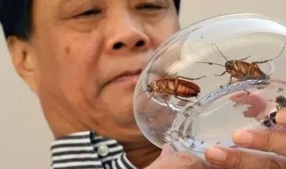 蟑螂养殖场视频_致富经蟑螂养殖视频_蟑螂养殖致富视频