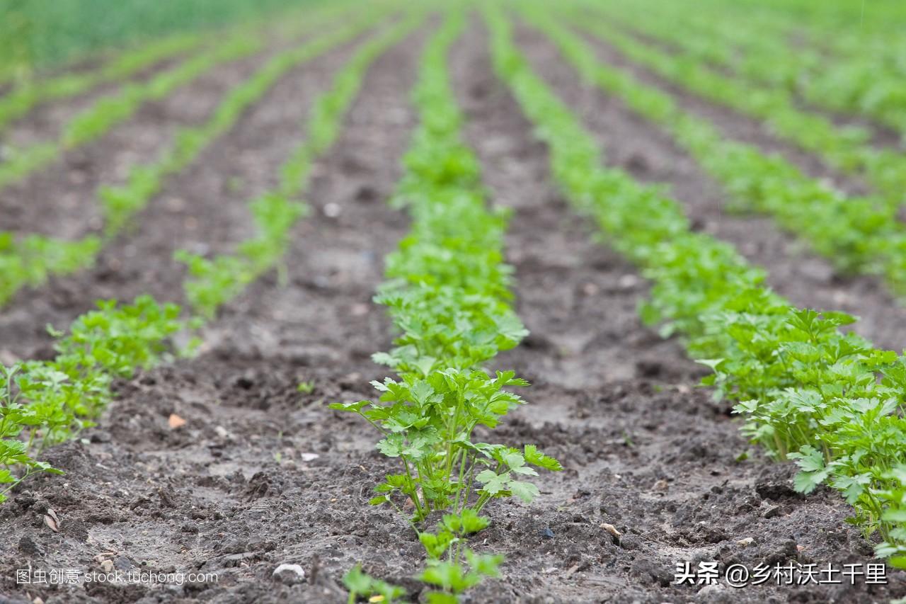 香菜什么时候种植最好？香菜种植方法和时间，快来学习吧
