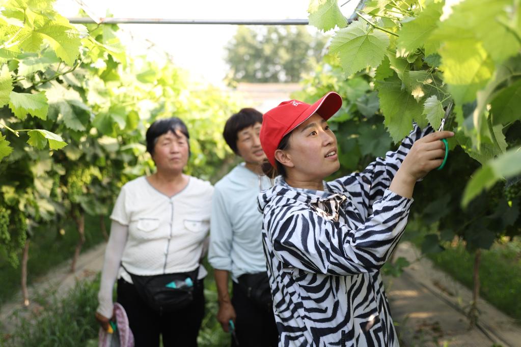 致富经服装生意人_致富帮手_致富经帮他蜕衣