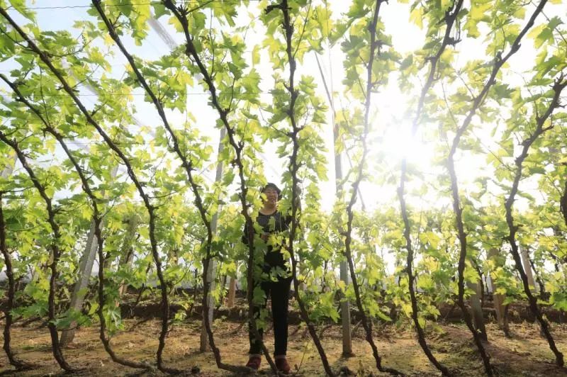 致富经温室葡萄_温室葡萄种植_温室大棚种植葡萄技术