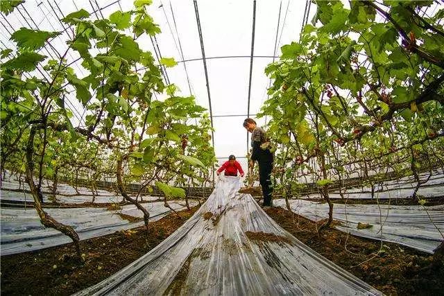 温室葡萄种植_温室大棚种植葡萄技术_致富经温室葡萄