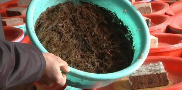 “竹虫”系有害生物！广西多人投资几十万一夜间打水漂……