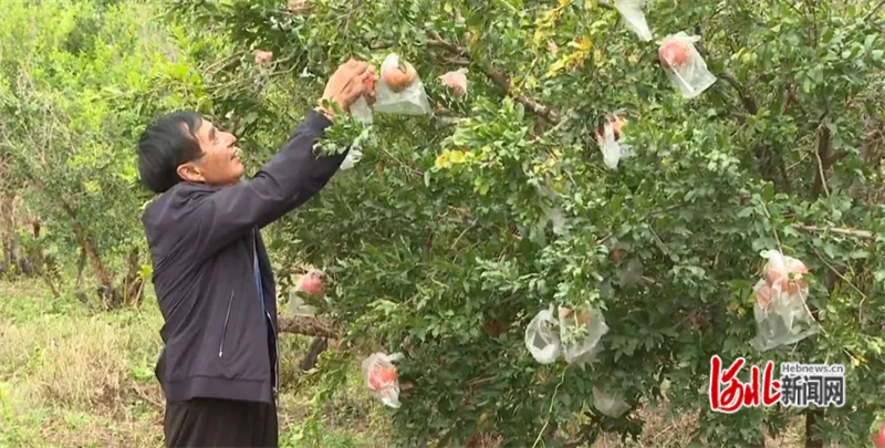 会理石榴种植致富_石榴种植利润_种植石榴能赚钱吗