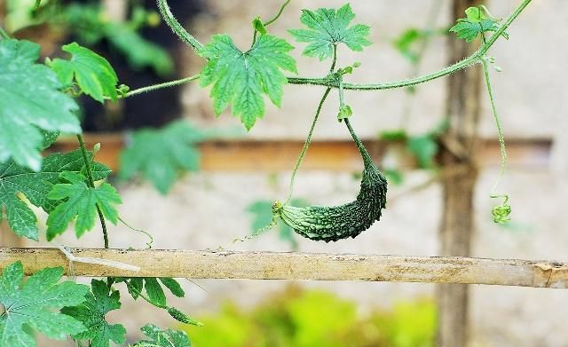 福建苦瓜种植技术和管理_福建苦瓜种植技术视频_福建种植苦瓜的技术
