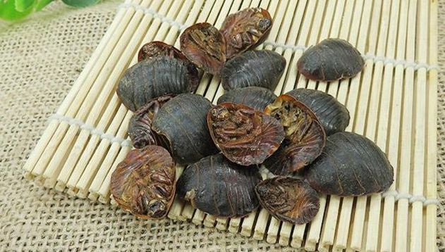 蟑螂看着就让人厌恶，男子养殖蟑螂，却能发家致富