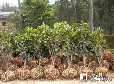 致富种植创业项目_怎样搞种植致富_种植致富新项目