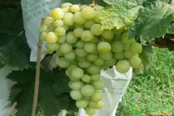 致富案例：云南一果农，种植葡萄，50亩地卖了600万！-图片版权归惠农网所有